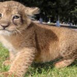 Convocan a niñas y niños a ponerles nombre a tres cachorros de león en Zacatecas