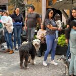 Inician actividades de la Jornada Estatal de Vacunación Canina y Felina