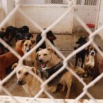 Invitan a donar alimento para perros y gatos resguardados en el CACF