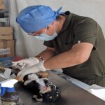 Realizará Gobierno de Zacatecas esterilizaciones de mascotas en municipios