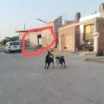 Indignación en Real de San Gabriel por ataque de perros a un pequeño