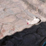 Crueldad en Zacatecas; gatito aparece degollado en la Lázaro Cárdenas