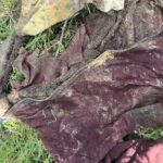 Localizan cinco fosas clandestinas con restos humanos en Zacatecas