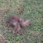 Hallan perro sin vida en parque; presumen acto de crueldad animal