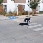 Piden intervención de la Fiscalía por presunto envenenamiento de mascotas