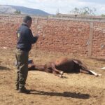 Ataque de abejas deja un caballo sin vida en Guadalupe