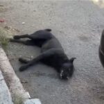 Alerta por maltrato animal en Guadalupe; reportan perros envenenados