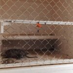 Reconocen labor de rescatistas tras salvar a tlacuache herido en Zacatecas