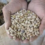 No se detiene el apoyo al campo; productores de frijol reciben respaldo