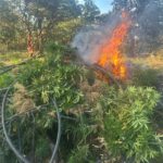 Destruyen campamentos utilizados para procesar marihuana en Zacatecas
