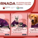 Realizarán esterilizaciones gratuitas a mascotas en Zacatecas