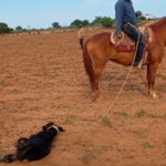 Tras ataque mortal, denuncian presunto exterminio de perros (video)
